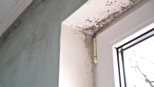 Best Crawl Space Mold Removal  in Ashville, AL