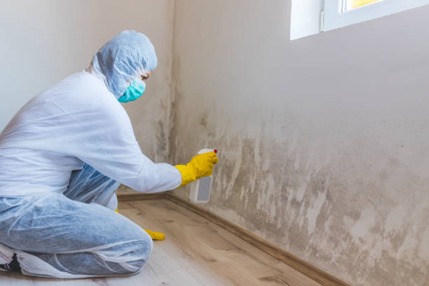 Best Mold Cleaning Services  in Ashville, AL