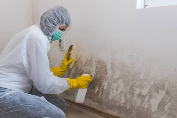 Best Mold Removal Company Near Me  in Ashville, AL