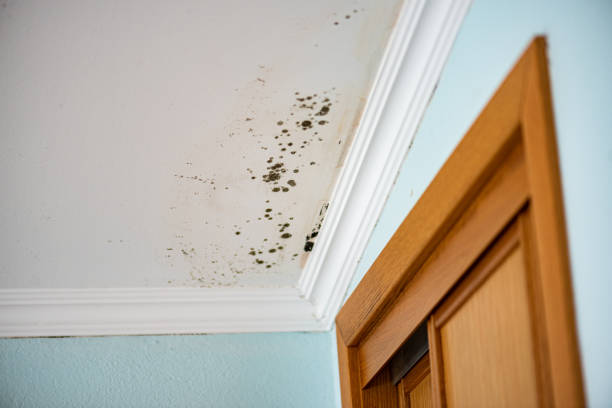 Attic Mold Removal in Ashville, AL