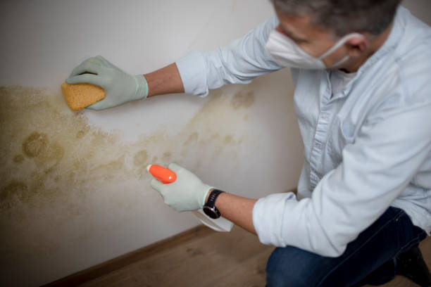 Best Attic Mold Removal  in Ashville, AL
