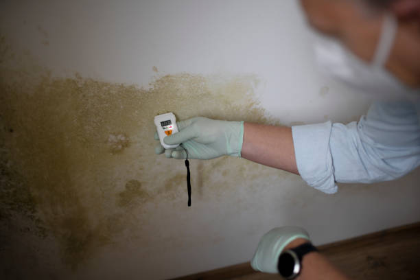 Best Residential Mold Removal  in Ashville, AL