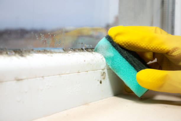 Professional Mold Removal in Ashville, AL