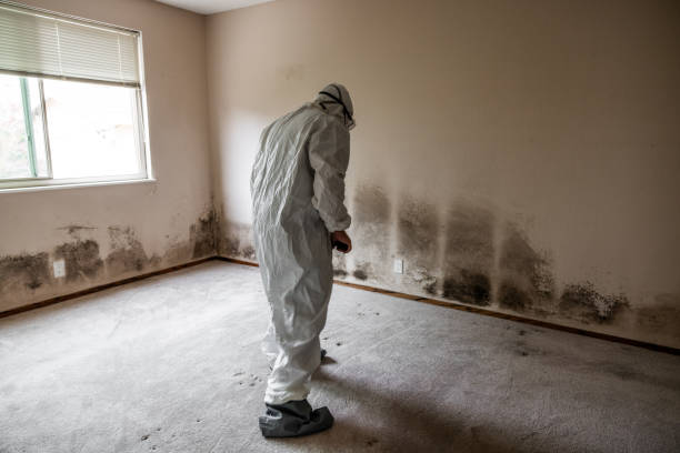 Best Black Mold Removal  in Ashville, AL