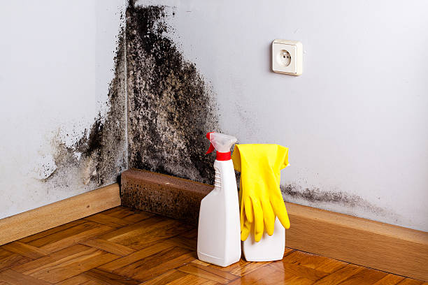 Best Affordable Mold Removal  in Ashville, AL