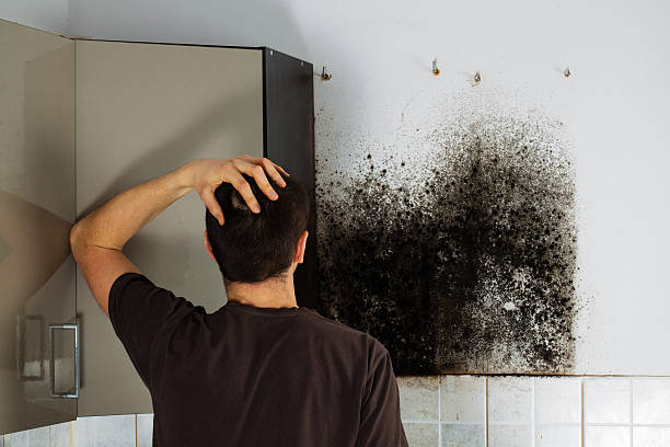 Best Mold Damage Repair  in Ashville, AL
