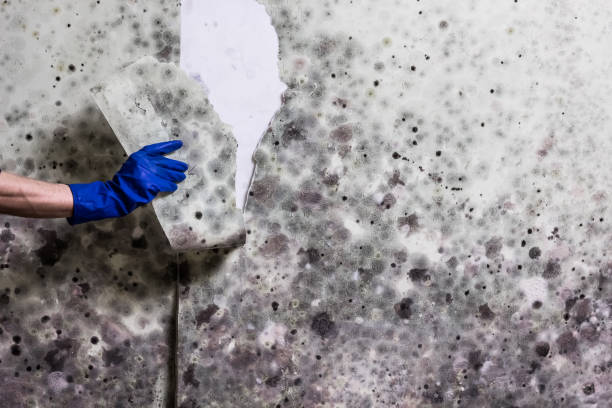 Best Office Mold Removal Services  in Ashville, AL