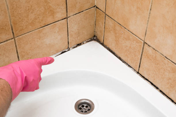 Best Fast Mold Removal  in Ashville, AL